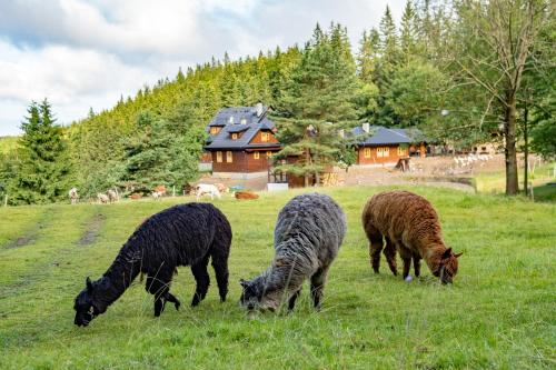 Statek U Rajmunda zemědělská farma