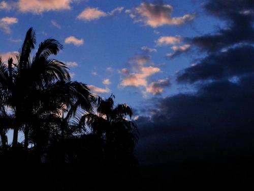 a silhouette of palm trees against a cloudy sky at Pousada do Oasis in Morretes
