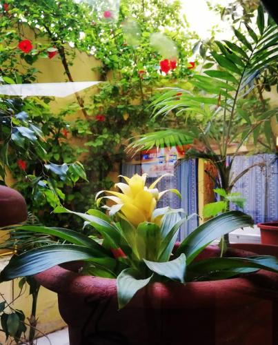 a yellow flower in a pot with plants at Hotel Le Pelagie in Lampedusa