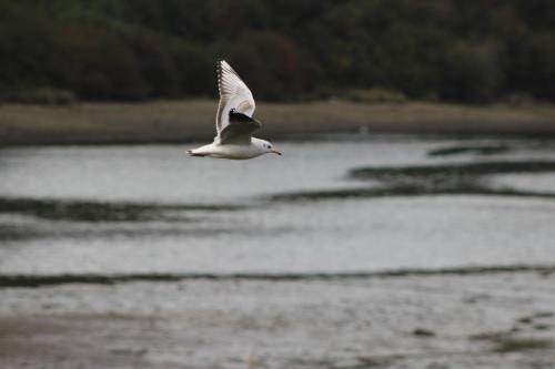 a bird flying over a body of water at Palafito 1326 Hotel Boutique Chiloé in Castro
