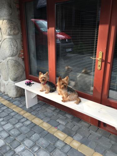 two dogs sitting on a bench in front of a window at Apartamenty i pokoje u Staszelów in Poronin