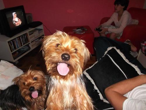 two brown dogs sitting on a bed with a woman at Casa Hostel Petrópolis in Petrópolis