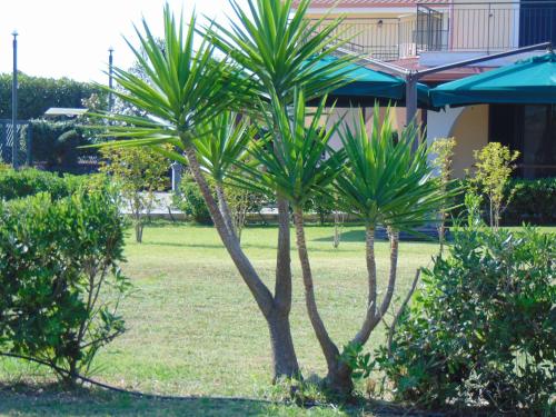 two palm trees in a park next to a building at Villa Celeste B&B in Pontecagnano