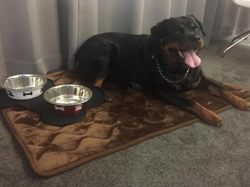 a dog laying on a blanket with two bowls of dog food at Hôtel Saphir Lyon in Lyon