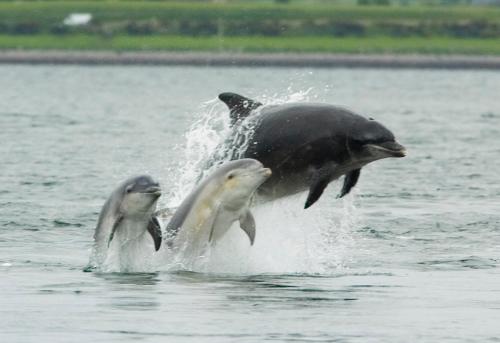 dos delfines saltando del agua en Tigh Na Mara Guest House Rosemarkie- breakfast optional en Rosemarkie