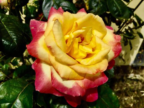 a yellow and pink rose in a garden at Agriturismo Monaci Templari in Seborga