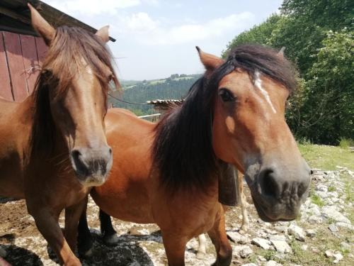 two brown horses standing next to each other at Agroturismo Pagoederraga in Orio