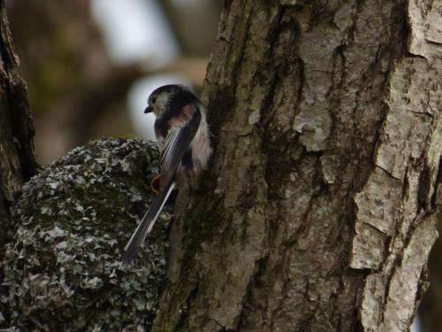 a bird perched on the side of a tree at Nestos, Meer und Berge - Griechenland mal anders in Zarkadhiá