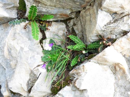 a group of plants sitting on a rock at Nestos, Meer und Berge - Griechenland mal anders in Zarkadhiá
