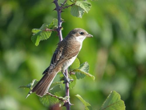 a small bird perched on a tree branch at Nestos, Meer und Berge - Griechenland mal anders in Zarkadhiá