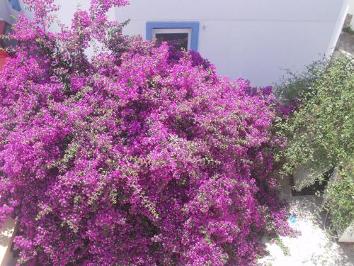 Κήπος έξω από το Plakes Suites