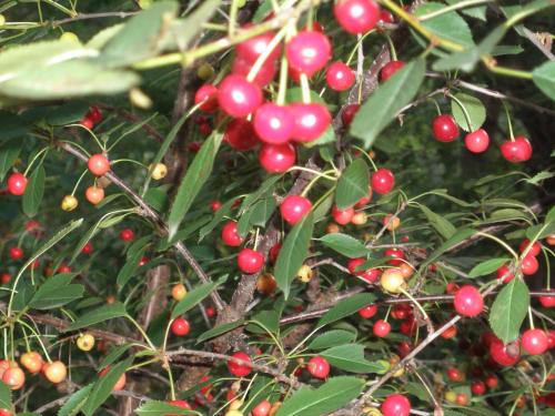 a bunch of red berries on a tree at Sadyba Vyshenka in Tatariv