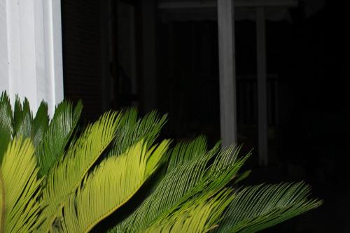 a leafy green plant in front of a window at Hotel Diana in Cassino