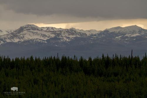 a cow standing in front of a forest with mountains at Faithful Street Inn in West Yellowstone