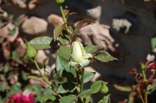 a white flower on a plant with green leaves at Mas Can Calet Aparthotel in Les Franqueses del Vallès