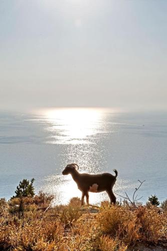 a goat standing on a hill near the water at Evangelia in Ayia Evfimia