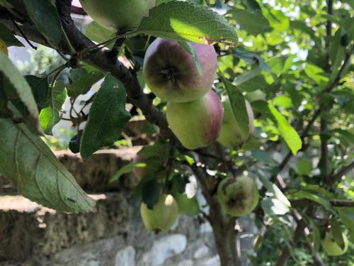 a bunch of apples hanging from a tree at Qebele Vendam in Gabala