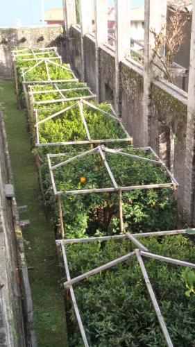 a row of green plants in a greenhouse at Hotel Garnì Bartabel in Gargnano
