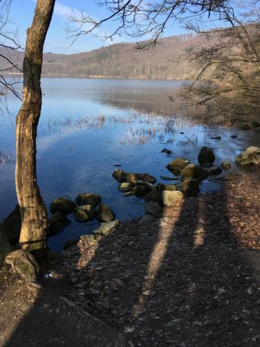 a tree sitting next to a body of water at Gaestehaus Klaus in Mendig