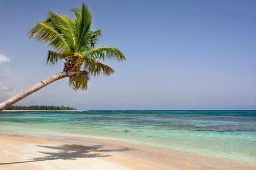 a palm tree on a beach with the ocean at Xeliter Balcones del Atlantico - Las Terrenas in Las Terrenas