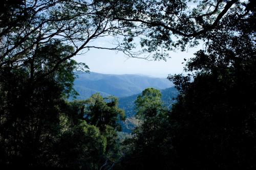 a view of a forest of trees and mountains at Mt Glorious Getaways in Mount Glorious