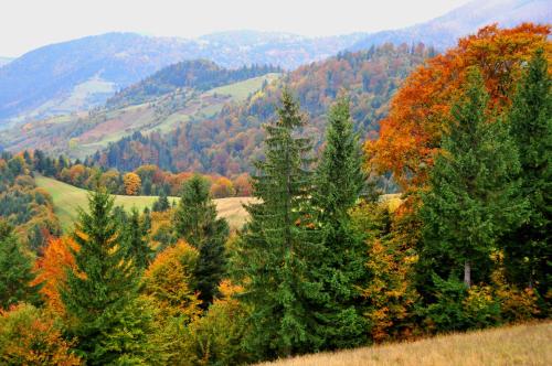 a forest of trees in the mountains with autumn colours at Kamyanka in Mizhhirʼʼya