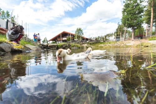 a dog swimming in the water with a duck at Trolltun Hotel & Hytter in Dombås