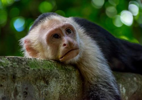ホテルの敷地内または近くにいる動物