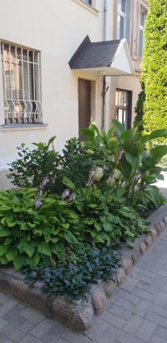 a garden of flowers and plants in front of a building at Saule in Daugavpils