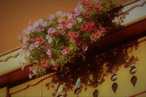a hanging basket of flowers on a wall at Hotel Garni Concordia - Dolomites Home in Selva di Val Gardena