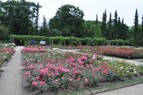 a garden with pink and white flowers in a park at Pod starymi lipami in Szczecin