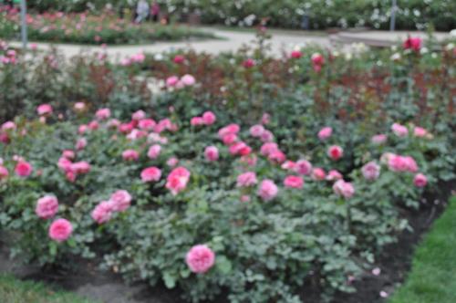 a bunch of pink roses in a garden at Pod starymi lipami in Szczecin