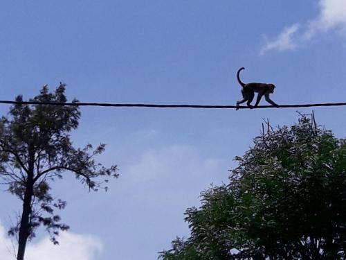 a cat walking on top of a wire at Ella Secret Paradise in Ella