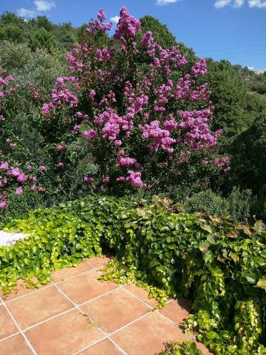 a bush with pink flowers on top of a sidewalk at Puente Canto de Gredos in Arenas de San Pedro