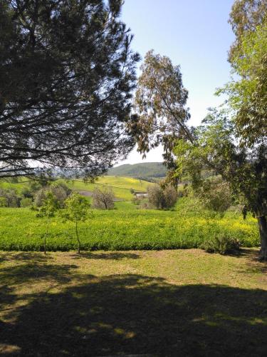 a view of a field with trees and grass at Agriturismo Uliveto Gretacci in Montemerano
