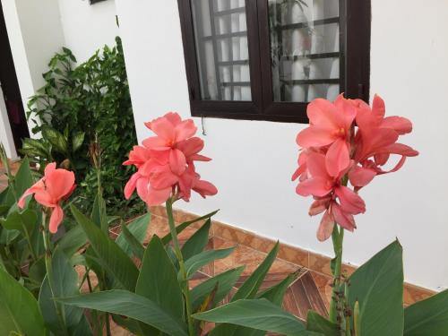a group of red flowers in front of a window at Hotel Thien Duong Xanh in Bình Chuẩn