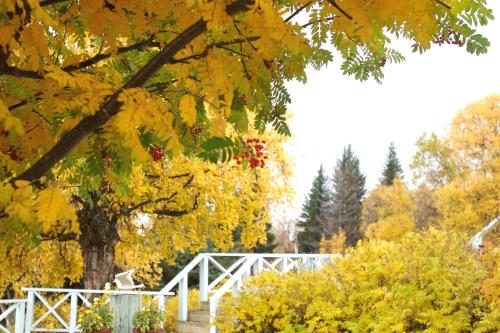 a tree with yellow leaves and a white fence at Halcyon Heights B&B/Inn in Homer