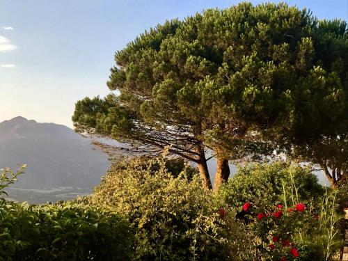 a pine tree with a mountain in the background at Résidence île de beauté in Propriano