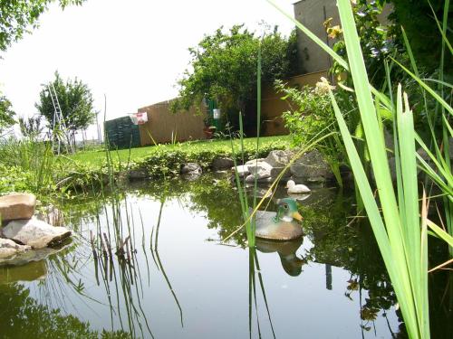 a duck swimming in a pond in a garden at Afrodita in Štúrovo