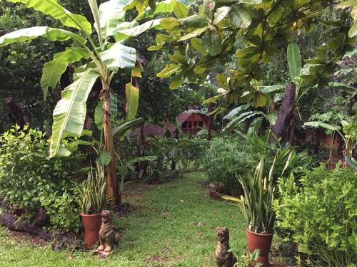 a garden with a group of cats sitting around plants at Sang Tong Huts in Mae Hong Son