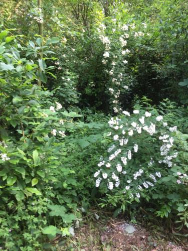 a group of white flowers in a garden at De Heijense Molen Retro Camping in Heijen