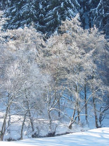 a group of trees covered in snow at Birgits Landhaus Willingen in Willingen