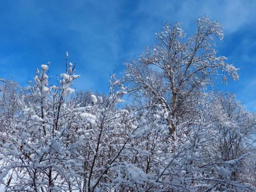 a tree covered in snow with the sky in the background at Halcyon Heights B&B/Inn in Homer