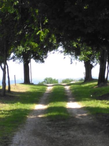 a dirt road with trees in a field at Agriturismo Uliveto Gretacci in Montemerano