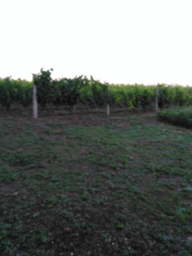 a field of green grass with a row of vines at Agriturismo Uliveto Gretacci in Montemerano