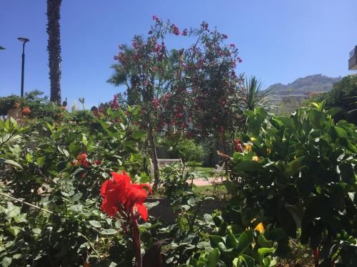 Gallery image of Le Zagare apartments in SantʼAlessio Siculo