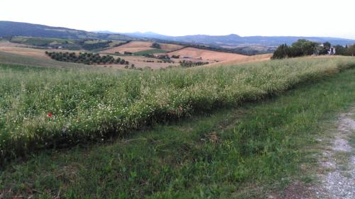 a field of tall grass next to a dirt road at Agriturismo Uliveto Gretacci in Montemerano