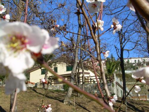 a tree with white flowers in front of a house at Ariabuona in Moneglia
