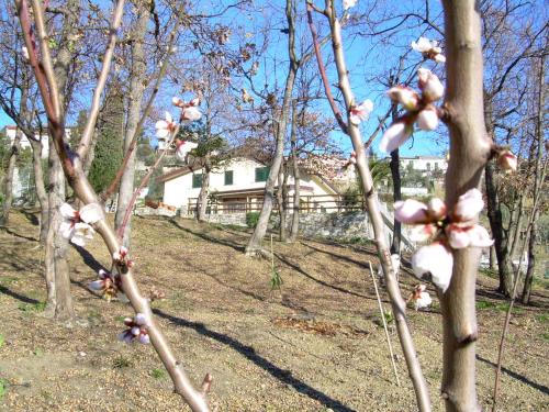 a group of trees with pink flowers on them at Ariabuona in Moneglia