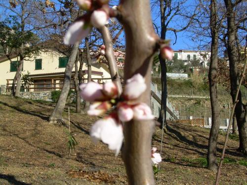 a close up of a tree with pink flowers at Ariabuona in Moneglia